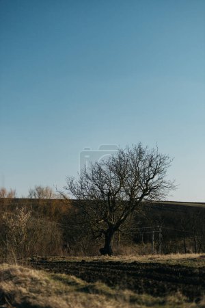 ein einsamer trockener Baum inmitten der Felder