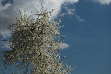 un arbre à fleurs au printemps