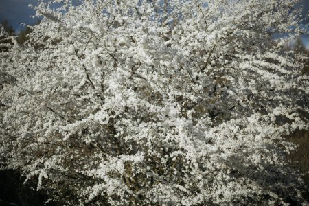  un arbre à fleurs au printemps