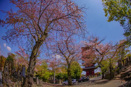 Photo for Cherry blossoms at Ikegami Honmonji Temple. Shooting Location: Ota -ku, Tokyo - Royalty Free Image