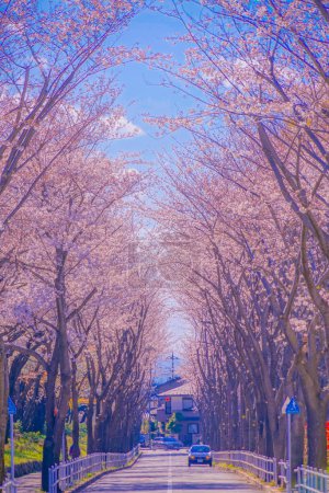 Cherry blossoms on the stadium (Tokyo Chofu City). Shooting Location: Tokyo Chofu City