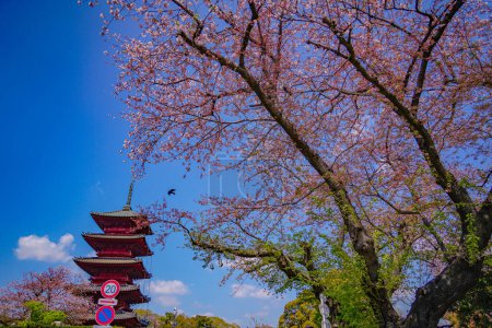 Photo for Cherry blossoms at Ikegami Honmonji Temple. Shooting Location: Ota -ku, Tokyo - Royalty Free Image