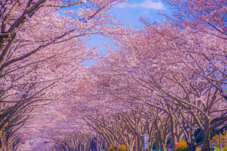 Photo for Cherry blossoms on the stadium (Tokyo Chofu City). Shooting Location: Tokyo Chofu City - Royalty Free Image