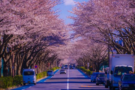 Photo for Cherry blossoms on the stadium (Tokyo Chofu City). Shooting Location: Tokyo Chofu City - Royalty Free Image