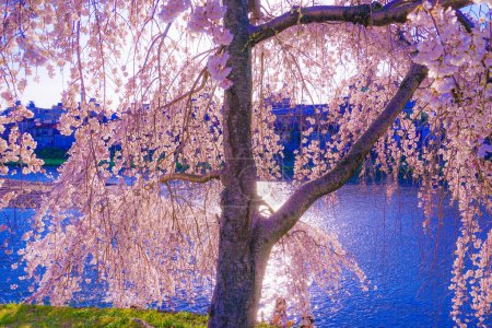 Kirschblüten auf dem Flussbett von Kamogawa. Drehort: Kyoto