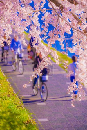 Photo for Cherry blossoms on the riverbed of Kamogawa. Shooting Location: Kyoto - Royalty Free Image