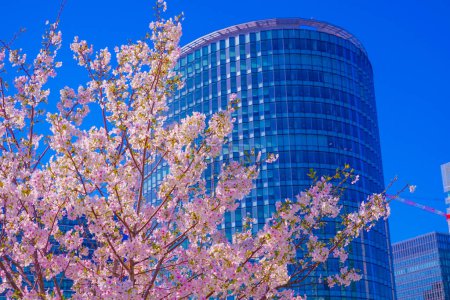 Photo for Takashima Mizukadai Park and cherry blossoms. Shooting Location: Nishi -ku, Yokohama - Royalty Free Image