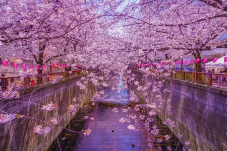 Photo for Cherry blossoms in full bloom in Nakameguro. Shooting Location: Meguro -ku, Tokyo - Royalty Free Image