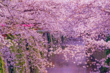 Téléchargez les photos : Fleurs de cerisier en pleine floraison à Nakameguro. Lieu de tournage : Meguro -ku, Tokyo - en image libre de droit
