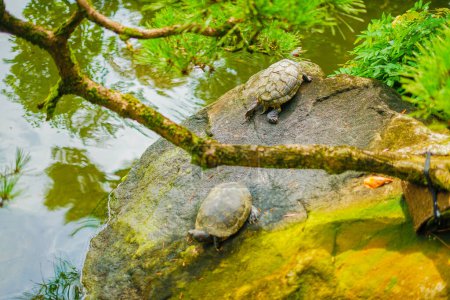 Foto de Imagen de tortuga ligera. Ubicación del tiroteo: Kamakura City, Kanagawa Prefecture - Imagen libre de derechos