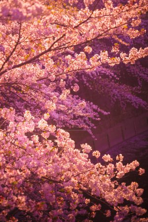 Cherry blossoms in Kanda River and dusk. Shooting Location: Shinjuku-ku, Tokyo
