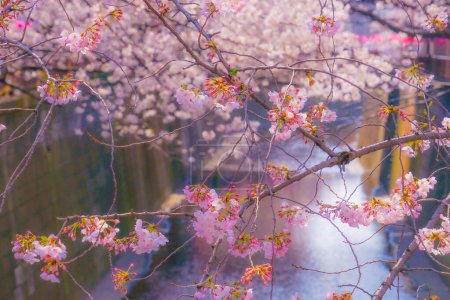 Kirschblüten spiegeln sich auf der Wasseroberfläche. Drehort: Meguro -ku, Tokio