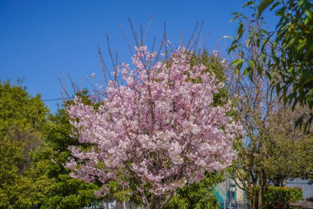 Beautiful trees of pink cherry blossoms. Shooting Location: Bunkyo -ku, Tokyo