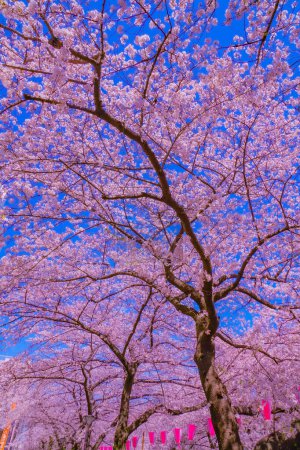 Great contrast between cherry blossoms and blue sky. Shooting Location: Meguro -ku, Tokyo