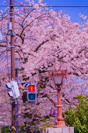 A row of cherry blossom trees waiting for a traffic light. Shooting Location: Minami -ku, Yokohama