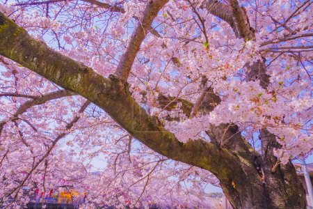 Fleurs de cerisier et branches d'arbres. Lieu de tournage : Meguro -ku, Tokyo