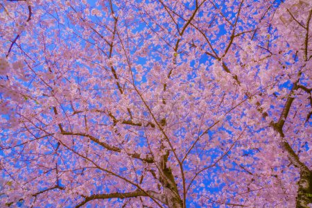 Cherry blossoms in full bloom and blue sky. Shooting Location: Meguro -ku, Tokyo