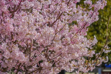 Cherry tree in full bloom. Shooting Location: Bunkyo -ku, Tokyo