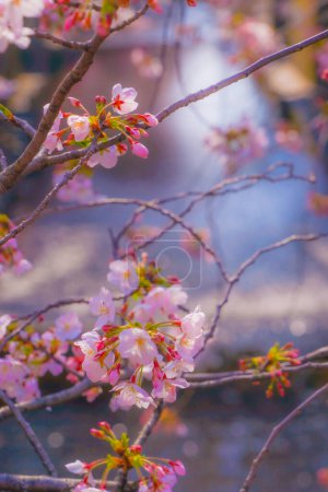 Paisaje de flores de cerezo y ríos. Ubicación del disparo: Meguro-ku, Tokyo