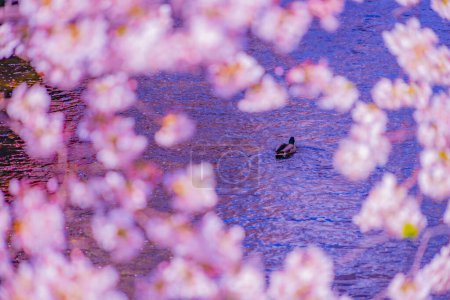 One duck in the cherry blossoms. Shooting Location: Meguro -ku, Tokyo