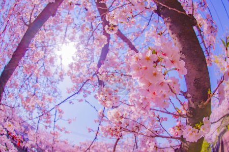 Kirschblüten und helles Licht. Drehort: Meguro -ku, Tokio