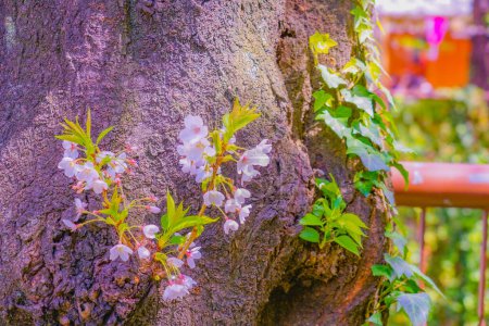 Kirschblüten und Holzstamm. Drehort: Meguro -ku, Tokio