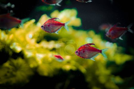 Pair of red tropical fish. Shooting Location: Kawasaki City, Kanagawa Prefecture