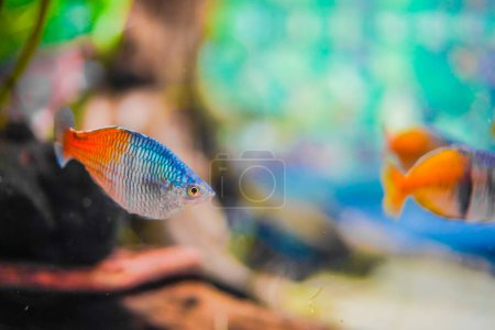 Colorful tropical fish. Shooting Location: Kawasaki City, Kanagawa Prefecture