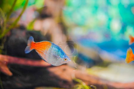 Colorful tropical fish. Shooting Location: Kawasaki City, Kanagawa Prefecture