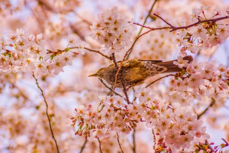 Spring scenery of birds and cherry blossoms. Shooting Location: Ota -ku, Tokyo