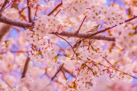 Spring scenery of cherry blossoms and birds. Shooting Location: Ota -ku, Tokyo