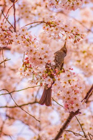 Spring pattern of cherry trees and birds. Shooting Location: Ota -ku, Tokyo