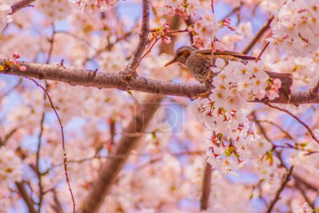Easy scenery of cherry blossoms and birds. Shooting Location: Ota -ku, Tokyo