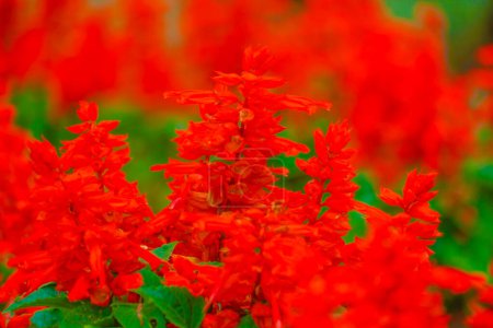 A collection of red flowers. Shooting Location: Hokkaido Furano
