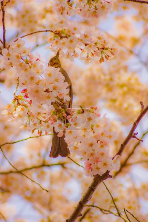 Beautiful views of birds and cherry blossoms. Shooting Location: Ota -ku, Tokyo