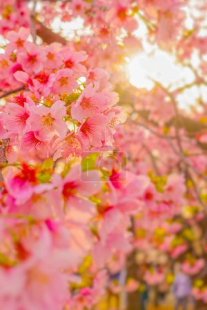 A row of cherry blossoms and the shining sun. Shooting Location: Minami -ku, Yokohama