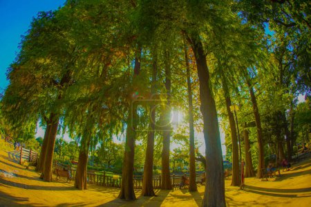Sugi Namiki im Himonya Park. Drehort: Meguro -ku, Tokio