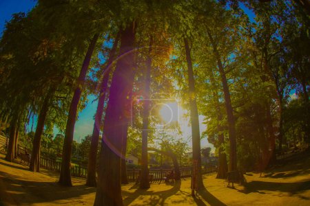 Parklandschaft auf den Sonnenstrahlen. Drehort: Meguro -ku, Tokio