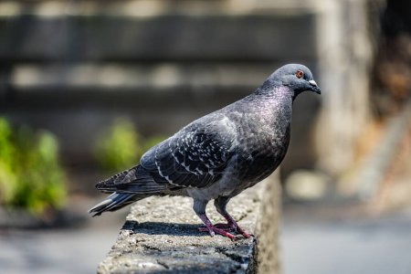 Image of pigeon approach. Shooting Location: Ota -ku, Tokyo