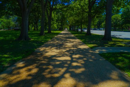 The sidewalk with the shadow of the trees. Shooting Location: Washington DC