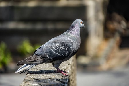 The image of a pigeon. Shooting Location: Ota -ku, Tokyo