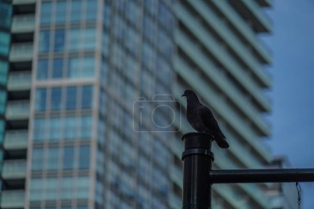 Pigeon in the city. Shooting Location: Nishi -ku, Yokohama