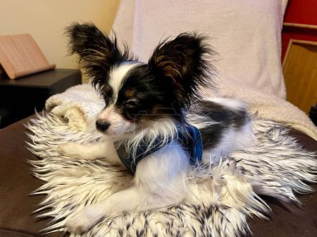 Photo for Papillon dog puppy portrait. Purebred Papillon aka Continental Toy Spaniel black and white with big butterfly-like ears with long and fringed hair. Shallow DOF, blurred background - Royalty Free Image