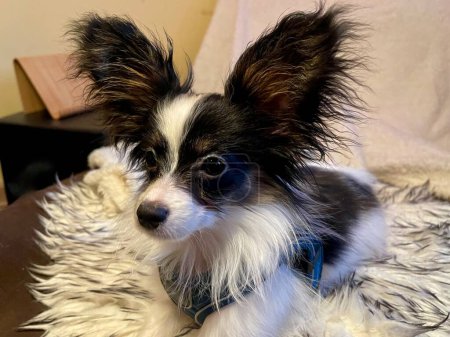 Photo for Papillon dog puppy portrait. Purebred Papillon aka Continental Toy Spaniel black and white with big butterfly-like ears with long and fringed hair. Shallow DOF, blurred background - Royalty Free Image