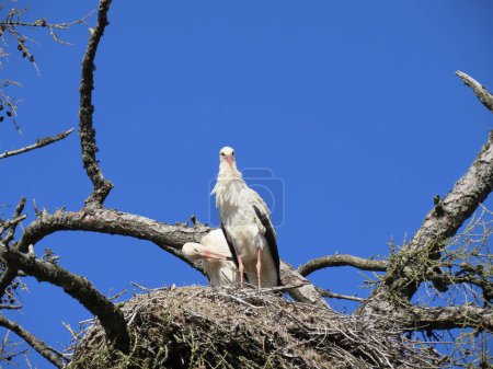 Photo for Stork in nest high on top of leafless larch tree in early spring in the biggest white stork Ciconia ciconia colony in the Baltic states - Matisi, Latvia - Royalty Free Image