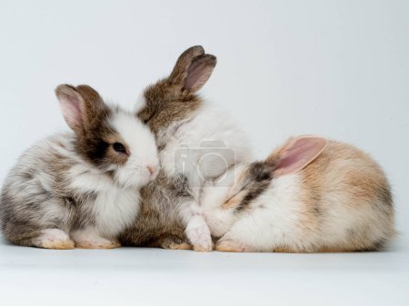 Rabbit group pet animal wild white brown color pretty beautiful mammal bunny small young farm baby portrait indoor studio symbol decoration ornament easter egg ear happy spring season holiday concept Poster 625733606