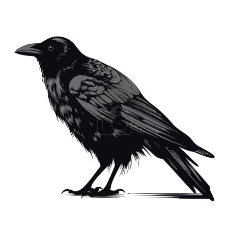 Crow image. Black crow isolated on white background. Illustration of a crow. Vector illustration.
