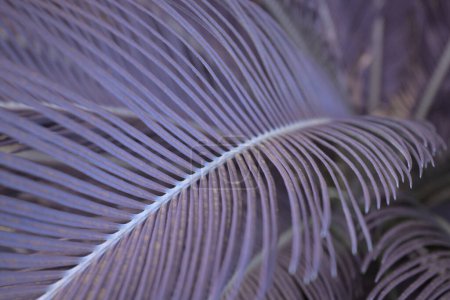 Téléchargez les photos : Feuillage de fougère botanique arbre végétal naturel coloré fond violet. - en image libre de droit