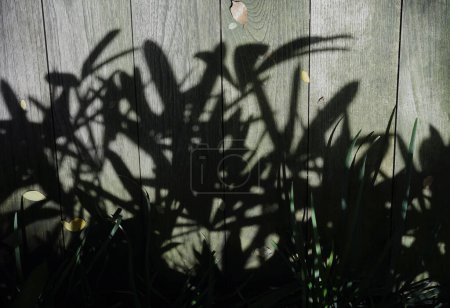 Shadow plant overlay against wooden footpath walkway design exterior natural abstract background.