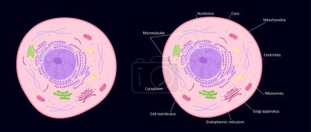 Illustration for Microscopic structure of cell. Cytoplasm with elements of golgi apparatus and ribosomes accumulation of mitochondria and cytoplasm in vector endoplasmic reticulum. - Royalty Free Image